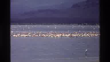 Mara Tanzania (1983): Thousands Of Birds And Wildlife Congregating In A Vast Lake