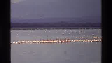 Mara Tanzania (1983): Flock Of Birds Take Flight Over A Large Lake
