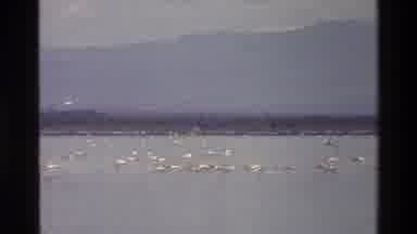 Mara Tanzania (1983): Birds Flying Lead
