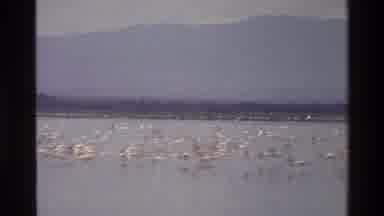 Mara Tanzania (1983): Hundreds Of Birds Gathered And Flying Over A Vast Lake