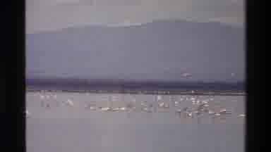 Mara Tanzania (1983): A View Of Ducks And Geese Flying And Walking In The Ocean