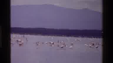 Mara Tanzania (1983): Flock Of Geese Flying Closely Against The River Bank Almost