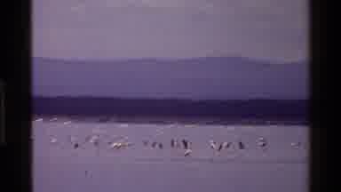 Mara Tanzania (1983): Many Seagulls Travel In A Group Flying Over The Lake Close