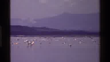 Mara Tanzania (1983): Cranes Moving Around In The Water And Then Flying Away