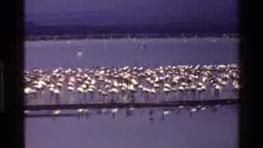 Mara Tanzania (1983): Many Hundreds Of White Birds Gathered At A Vast Lake