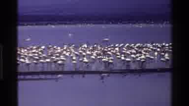 Mara Tanzania (1983): Flock Of Flamingos Wading In Feeding From And Flying By