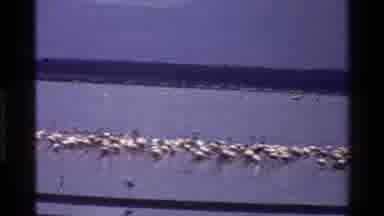 Mara Tanzania (1983): Birds Chasing While Rest Of Flock Sits On Lake