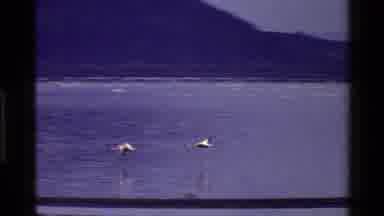 Mara Tanzania (1983): Birds Cooling Off In A Lake During A Hot And Sunny Day