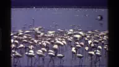 Mara Tanzania (1983): Flock Of Flamingos Flying Over And Wading In Body Of Water