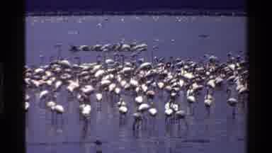 Mara Tanzania (1983): Animals In The Wild Jungle