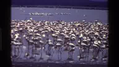 Mara Tanzania (1983): A Very Large Number Of Flamingos Together In The Water