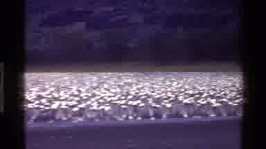 Mara Tanzania (1983): Thousands Of White Birds Gathered Across A Large White Lake