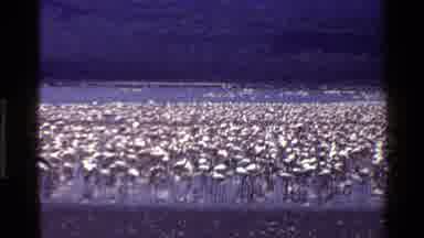 Mara Tanzania (1983): The Crane Was Beautiful To Behold So Beautiful On The Place