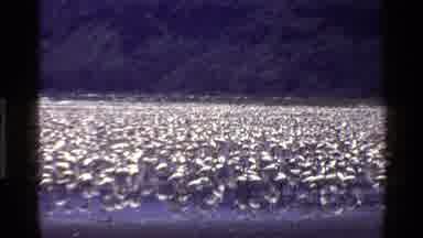 Mara Tanzania (1983): A Large Group Of Flamingos Enjoying There Time Near The