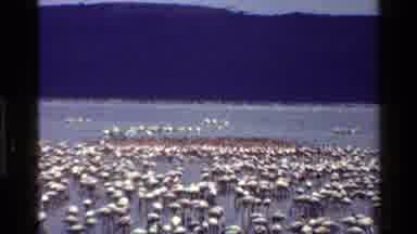 Mara Tanzania (1983): Huge Amount Of Birds Walking Together In The Water Plenty Of