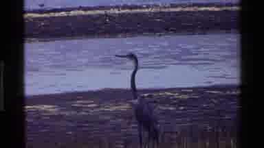 Mara Tanzania (1983): Geese And Ducks Enjoying Themselves On The Ocean