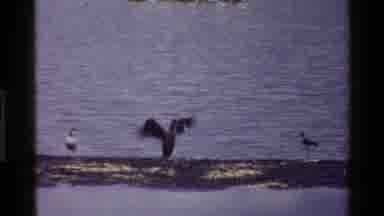 Mara Tanzania (1983): View Of Birds Standing Next To A Body Of Water While One