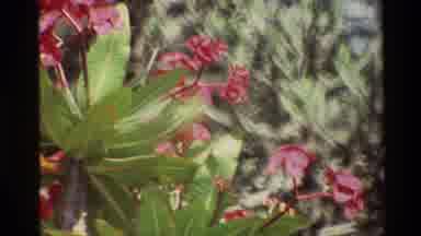 Nairobi Kenya (1983): Pink Red Flowers Outside