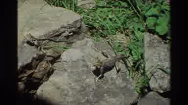 Nairobi Kenya (1983): Lizards On Rocks Near Some People And A Bus