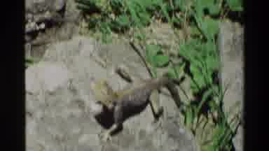 Nairobi Kenya (1983): An Iguana Sitting On A Rock Near A Building In A Tropical