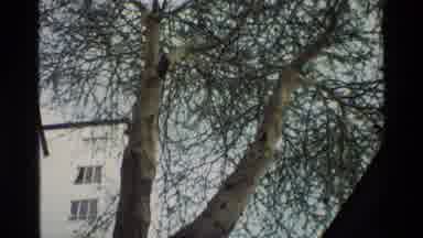 Nairobi Kenya (1983): Large Tree Against A Grey Sky And Road With Car Driving