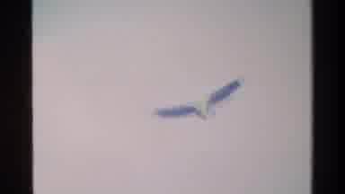 Nairobi Kenya (1983): Eagle Flying In The Sky