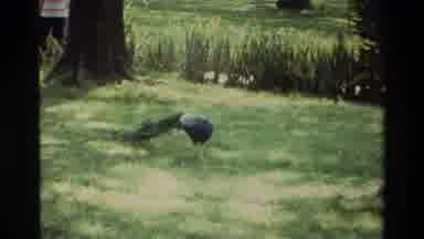 Nairobi Kenya (1983): People Shopping At A Market And A Peacock Bird Roaming On