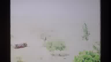 Nairobi Kenya (1983): A Very Windy Day In The Jungle With Interesting Trees And