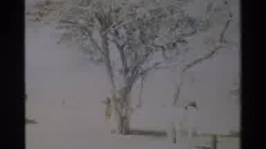 Nairobi Kenya (1983): Horse Standing Next To A Tree And Pink Flowers Blowing In