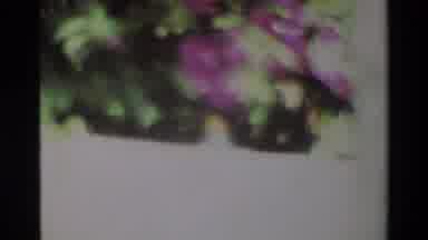 Nairobi Kenya (1983): Purple And Yellow Flower Plant With Green Leaves Blowing In