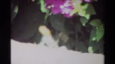 Nairobi Kenya (1983): Our Camera Spies The View Of A Flower And A Tree