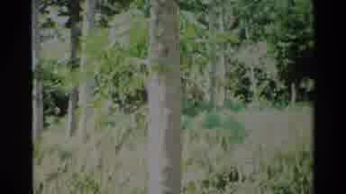 Nairobi Kenya (1983): Ripe Coconuts Being Shown On A Tree While Panning Upward