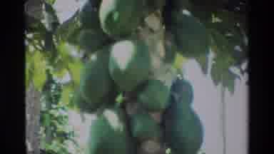 Nairobi Kenya (1983): Bright Green Coconuts And Palm Trees On A Bright Sunny Day