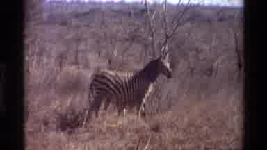 Nairobi Kenya (1983): Zebra In Wild Protecting On The Watch As Baby Zebra Nurses