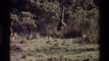 Nairobi Kenya (1983): Wildlife In Their Natural Environment At Peace And Feeding