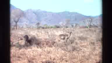 Nairobi Kenya (1983): Cantaloupes Feeding Hungry Animals