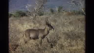 Nairobi Kenya (1983): Three Large Deer With Skinny Long Horns Of The Top Of Their