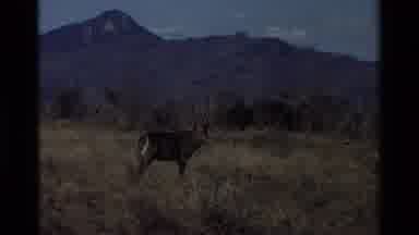 Nairobi Kenya (1983): The Deer Was Standing In The Land To Watching Something