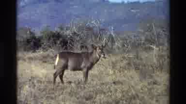 Nairobi Kenya (1983): Deer Observing Its Environment With Poised Concentration And