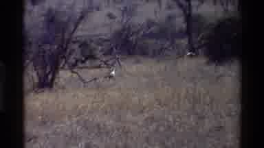 Nairobi Kenya (1983): Birds In The Wild And A Giraffe Looking At The Camera