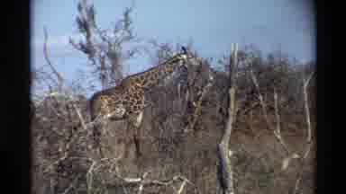Nairobi Kenya (1983): Two Giraffes In A Habitat In The Daytime Followed By A Scene
