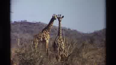 Nairobi Kenya (1983): Giraffes In The Distance Footage In Africa Nature Old