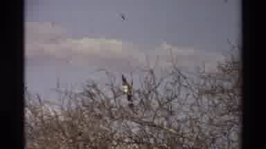 Nairobi Kenya (1983): Wildlife Such As Giraffe And Bird In Their Natural Habitat