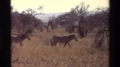 Nairobi Kenya (1983): Zebras In Africa