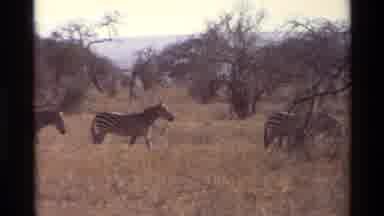 Nairobi Kenya (1983): Wildlife Of Zebras