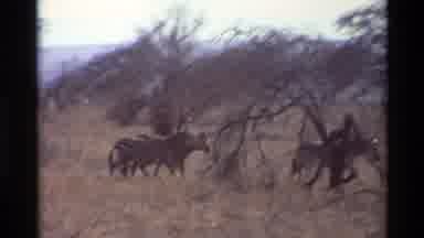 Nairobi Kenya (1983): Four Zebras Walking In The Wilderness Around Dead Trees