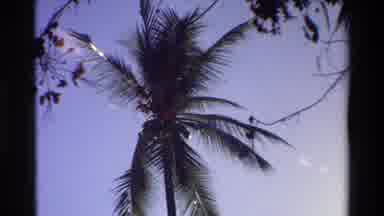 Singapore (1984): Palm Tree Blowing In The Windy Breeze