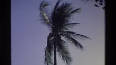 Singapore (1984): Zooming Footage Of Palm Tree Blowing In The Wind Late Evening