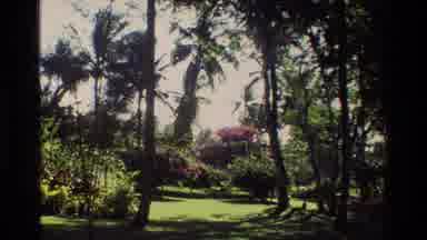 Singapore (1984): A Forest Comprised Of A Multitude Of Different Trees In
