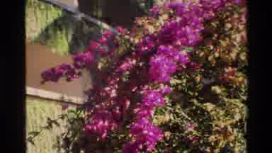 Singapore (1984): Filming Palm Trees And Rose Flowers Nature Is So Diverse